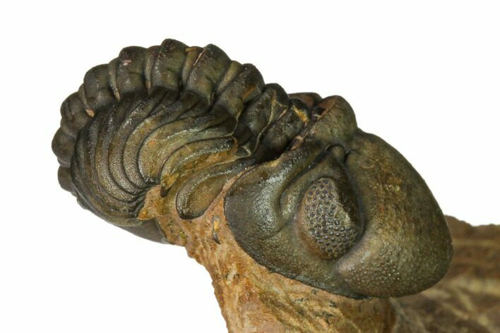 Reedops Trilobite With Nice Eyes - Lghaft , Morocco #164629